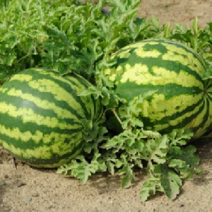 Watermelon farm